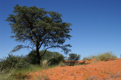Le Kalahari