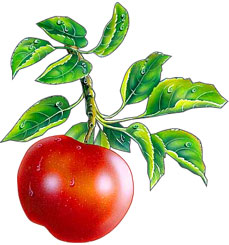 tomate