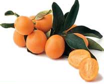 kumquats