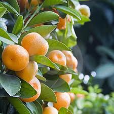 Kumquats