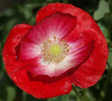 coquelicot
