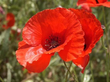 coquelicot1