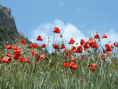 coquelicots