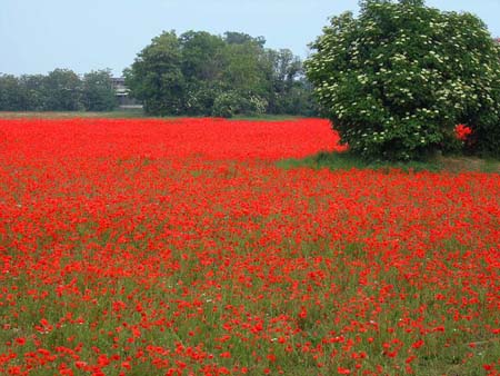 coquelicots007