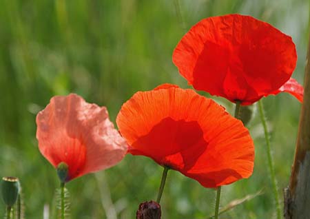 coquelicots2