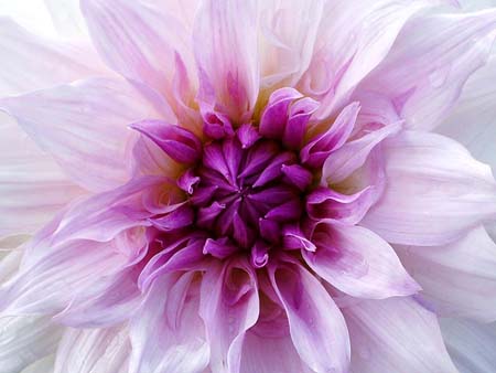 dahlia