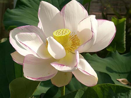 dlotus