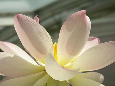 dlotus1