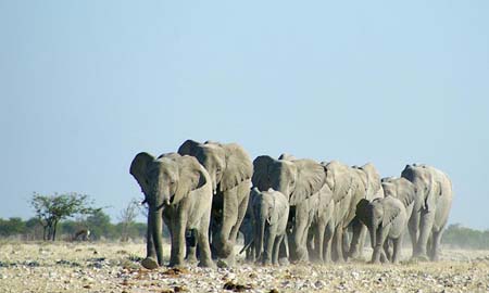 etosha