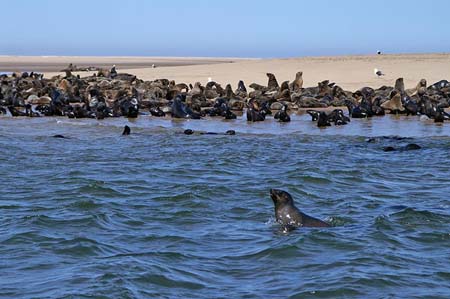 walvis024