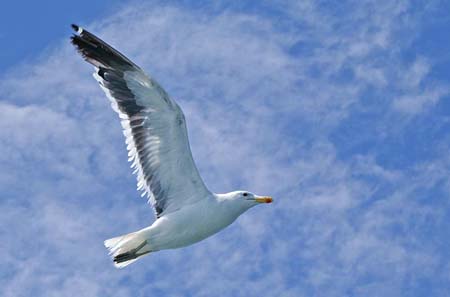 walvis79