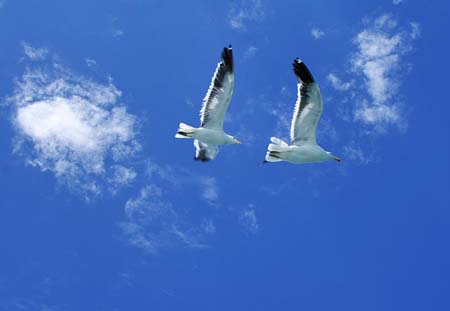 walvis80