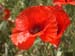 coquelicot1