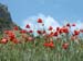 coquelicots