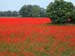 coquelicots007