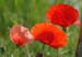 coquelicots2