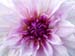 dahlia