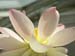 dlotus1