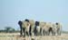 etosha