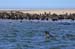 walvis024
