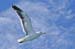 walvis79