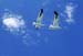 walvis80