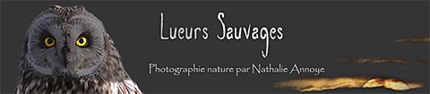 Lueurs sauvages