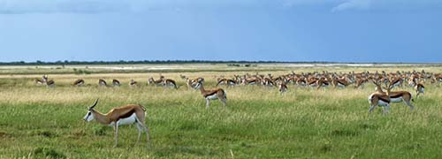 Etosha