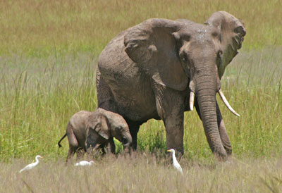 Luangwa