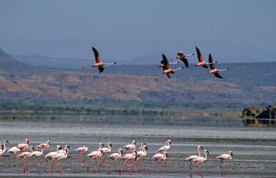 Le lac Natron