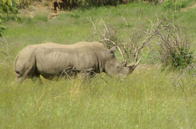 Rhinocéros du parc de Pilanès