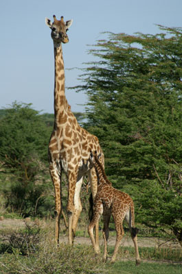 Ruaha