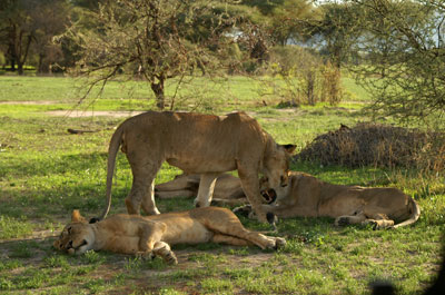 Ruaha