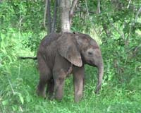 Les éléphants de Ruaha